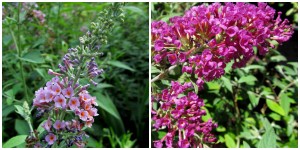 the right plant in the right place; butterfly bush and hybrid