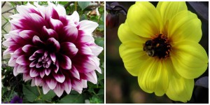 the right plant in the right place; dahlia purple and yellow