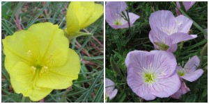 the right plant in the right place; evening primrose yellow and purple