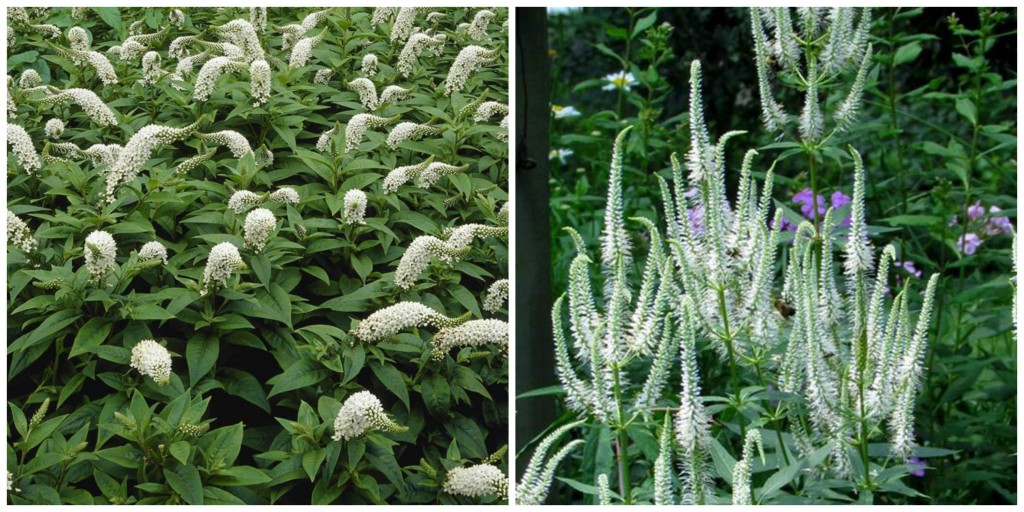 the right plant in the right place; gooseneck loosestrife and veronica