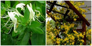 the right plant in the right place; honeysuckle and carolina jasmine