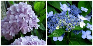 the right plant in the right place; hydrangea purple and lacecap