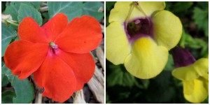 the right plant in the right place; impatiens orange and sunpatiens