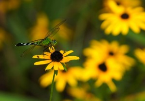 dragonfly on rudbeckia Photo by mike di leo