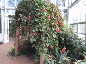red passion flower bench