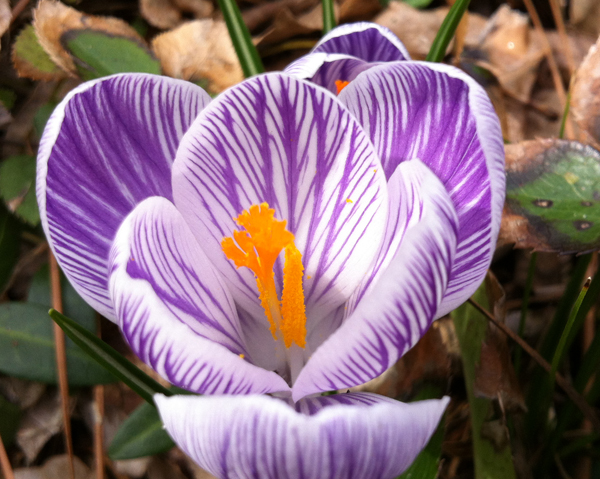 striped purple - Crocus vernus blooming