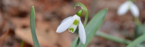 snow drop