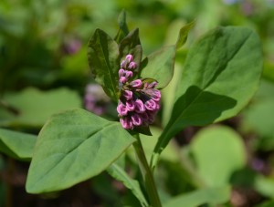 pink bluebells at the pink raisin-like stage.