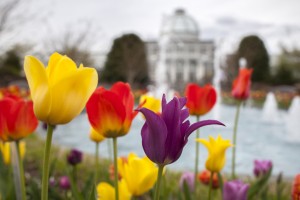 Lewis Ginter Botanical Garden offers year-round beauty on a historic property with more than 40 acres of spectacular gardens, dining and shopping. More than a dozen themed gardens include a Healing Garden, Sunken Garden, Asian Valley and Victorian Garden.