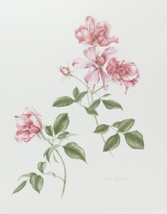 Botanical Illustration by Judith Towers