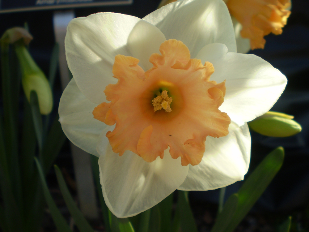 Narcissus 'Lora Robins' daffodil close up