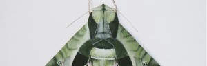 A green moth with geometric patterns on its wings sits on a white backdrop.