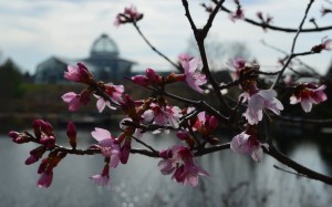 Prunus sargentii 'Columnaris'