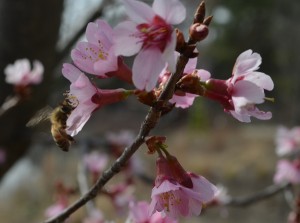 Prunus sargentii 'Columnaris' with bee