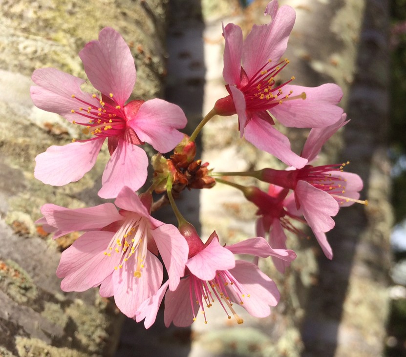 bell-flowered cherry Prunus campanulata 'Okame' jonah holland