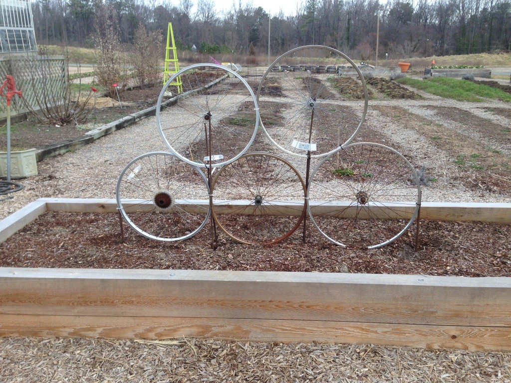 Today I made a trellis for blue-podded peas out of old bike wheels.