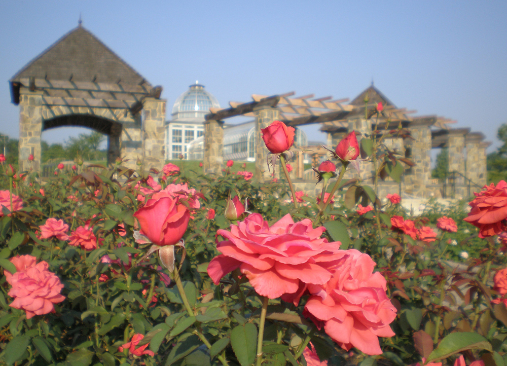 It is easy to feel gratitude in the Cochrane rose Garden
