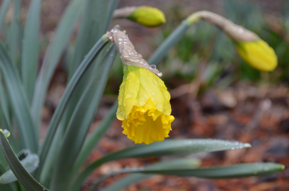 daffodil bud growing degree days