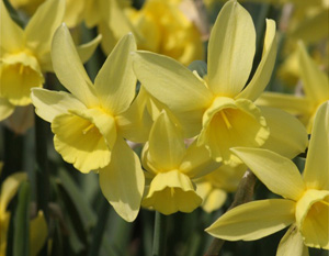 The Daffodil Connection at Lewis Ginter - Lewis Ginter Botanical Garden