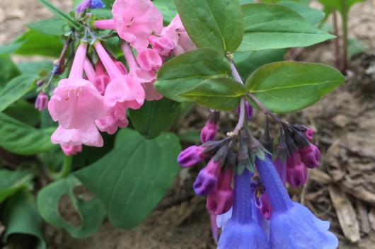 Virginia bluebells with an unusual pink and blue flower