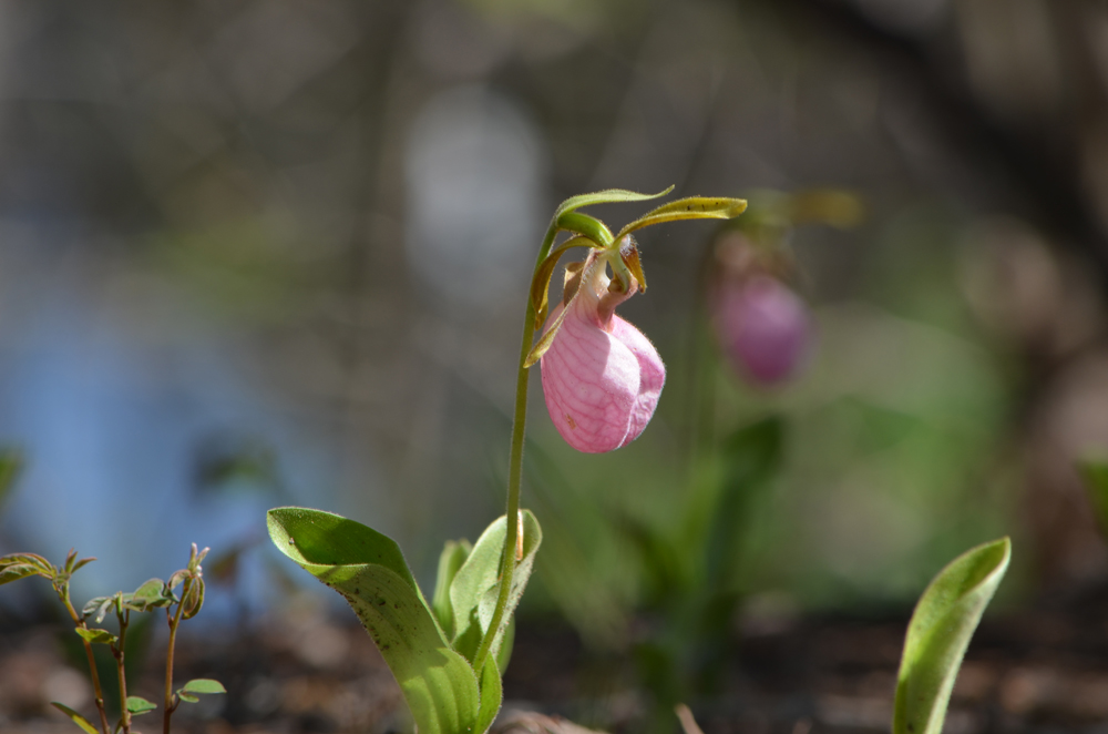 Pink lady's slipper orchid (Cypripedium acaule) - Stock Image - C041/7954 -  Science Photo Library