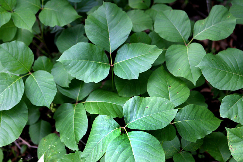poison ivy -- Toxicodendron radicans 