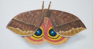 Painting of a moth with fuzzy antennae, brown top wings, and orange underwings with blue and yellow circles. One of the paintings in Lewis Ginter Botanical Gardens art exhibits.