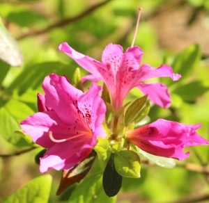 azalea in bloom