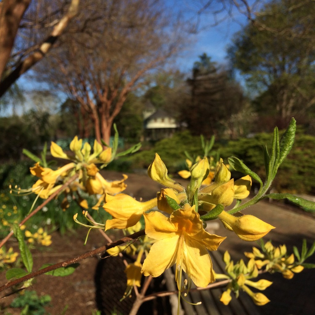 florida azaleas in Flagler Garden