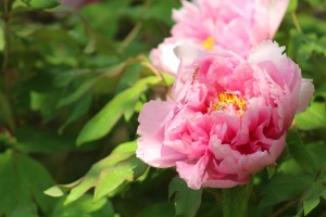 peony, tree peony, iwata kagami, asian valley, bloom, spring, lewis ginter