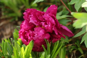 peony, tree peony, shima daijin, asian valley, spring, bloom, blossom, lewis ginter