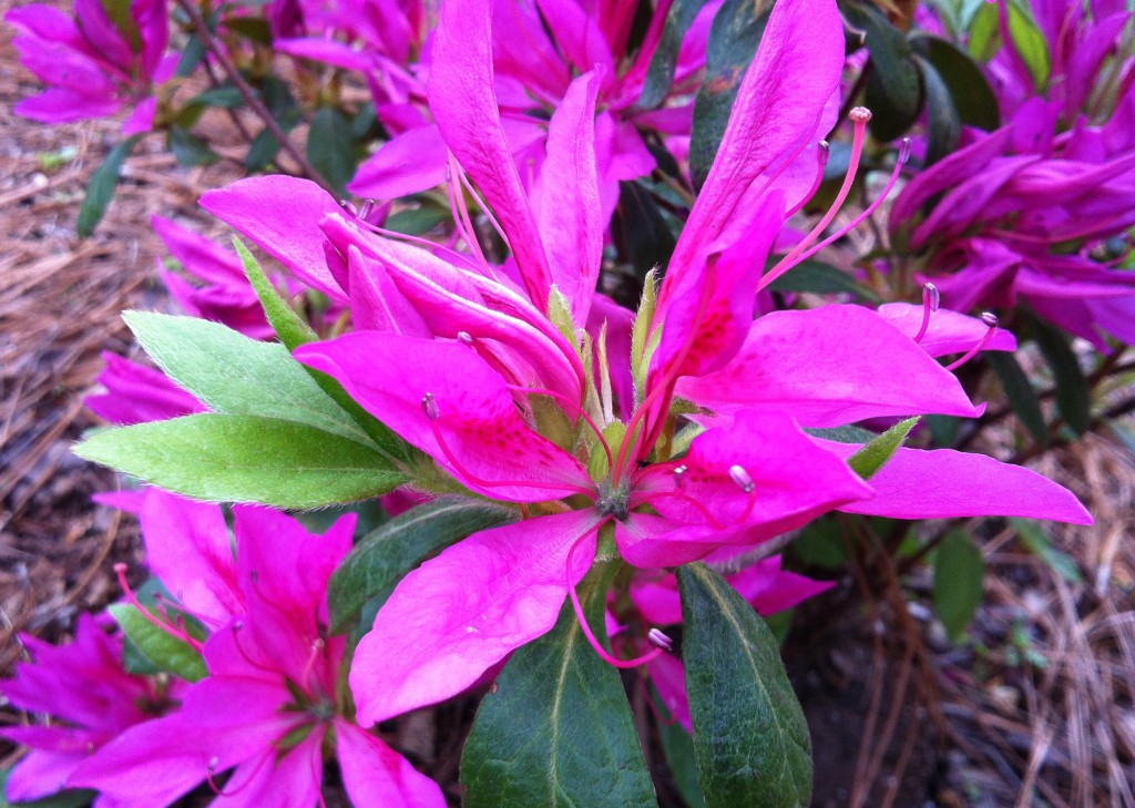 Rhododendron 'Tina's Whorled' Accession: 2013 0233