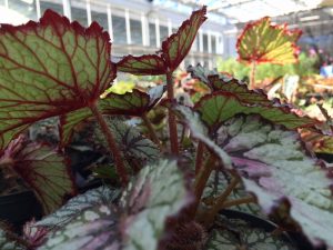 PlantFest begonia 1000