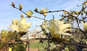 Magnolia x Sundance