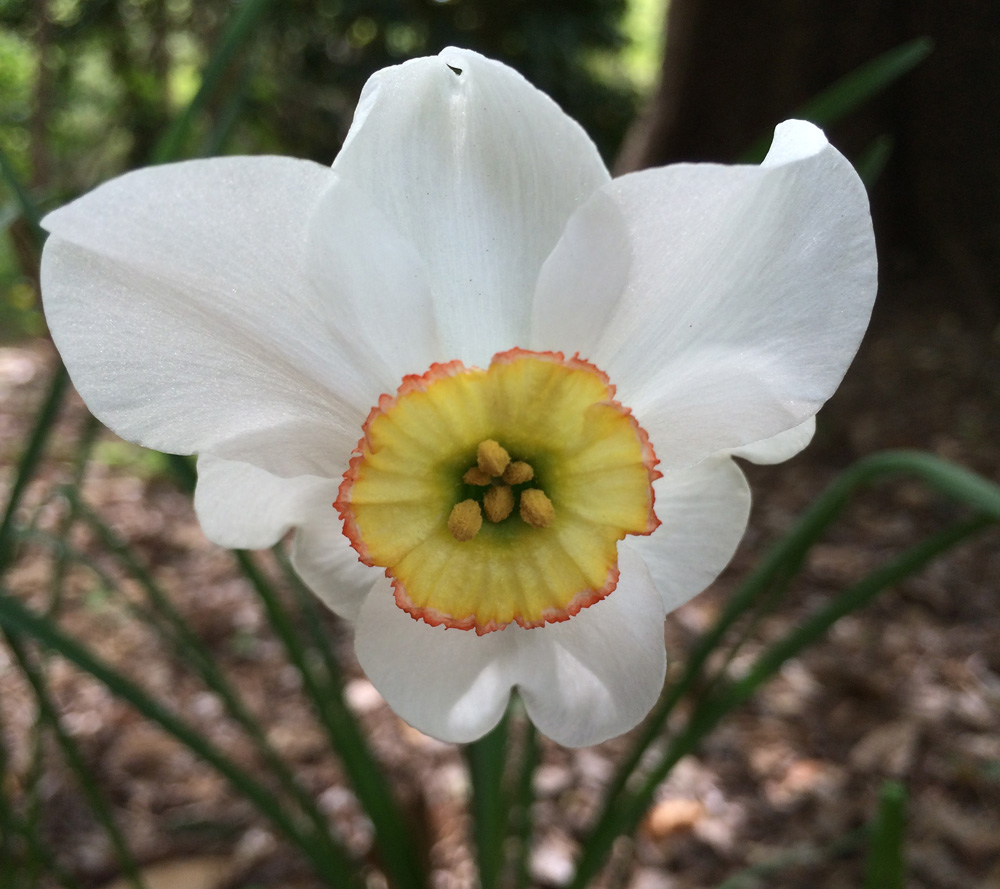 narcissus poeticus 'Sweet Hope' photo by Jonah Holland