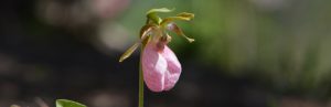 pink lady's slipper; lady slipper