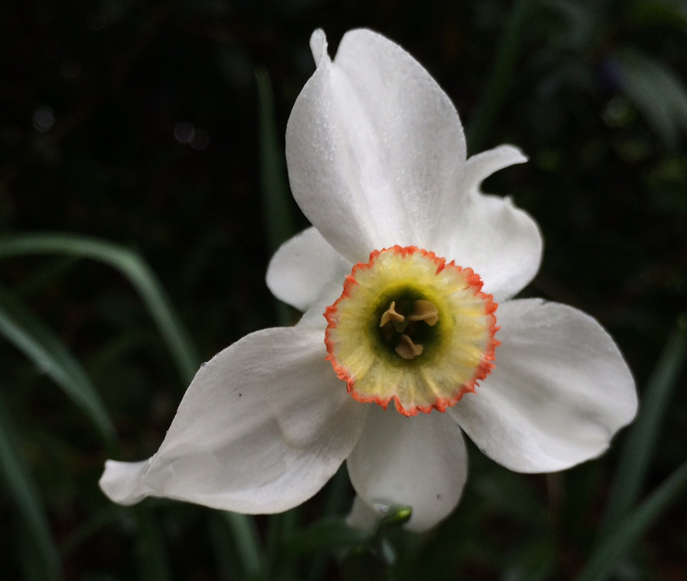 poeticus daffodil blooming in Nancy Roberts Pope area of Flagler Garden. photo by Jonah Holland