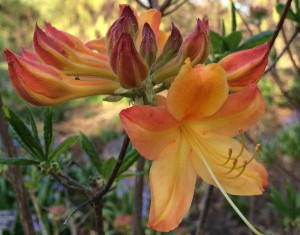 rhododendron 'Jeb Stuart' azalea