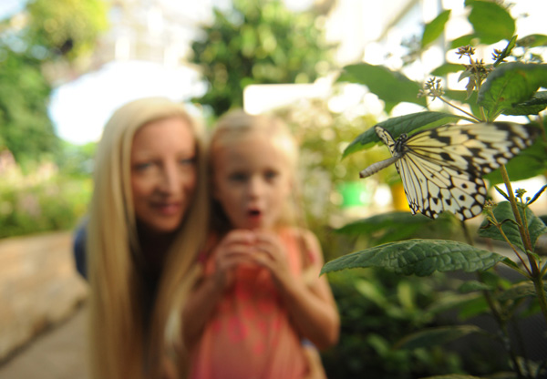 Perfect Christmas tree topper = a butterfly!, Lewis Ginter