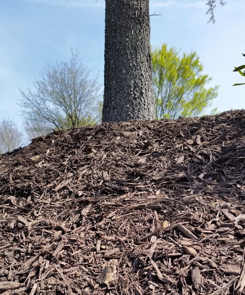 A tree with excessive mulch piled high around its roots is called volcano mulching.