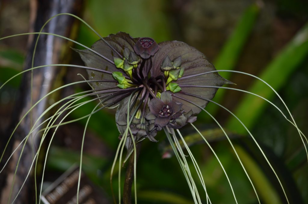 Black Bat Flower, Tacca chantrieri 