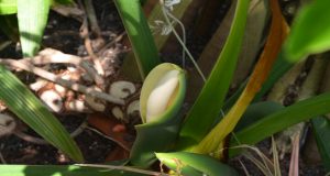 philodendron bloom open to show spadex