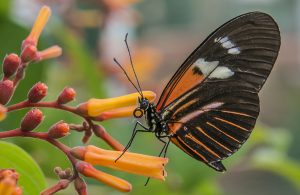 Butterfly in Butterflies LIVE!