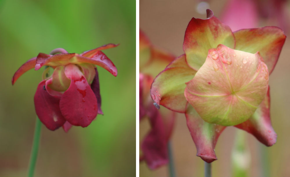 pitcher plant flower