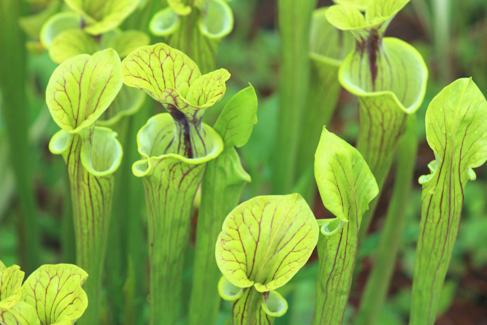 These pitcher plants, Sarracenia flava x alata 'Lemon,' look cheerful on rainy days