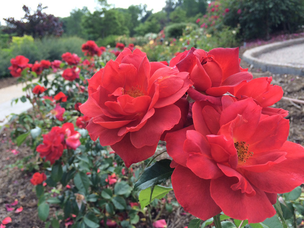 Mrs Oakley Fisher Hybrid Tea Rose Jh A Lewis Ginter Botanical Garden mrs-oakley-fisher-hybrid-tea-rose-jh-a-lewis-ginter-botanical-garden