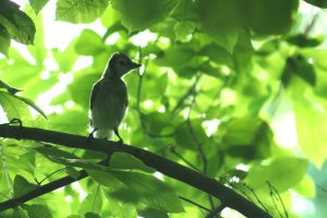 baby blue jay wildside walk