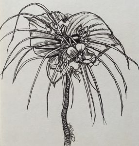 Pen and ink drawing by Tracy Rose of a black bat flower or Tacca