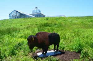 Bison and Conservatory