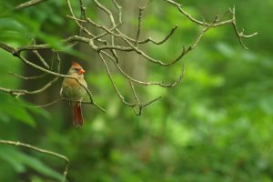 female cardinal on a branch -- but not at a birdfeeder